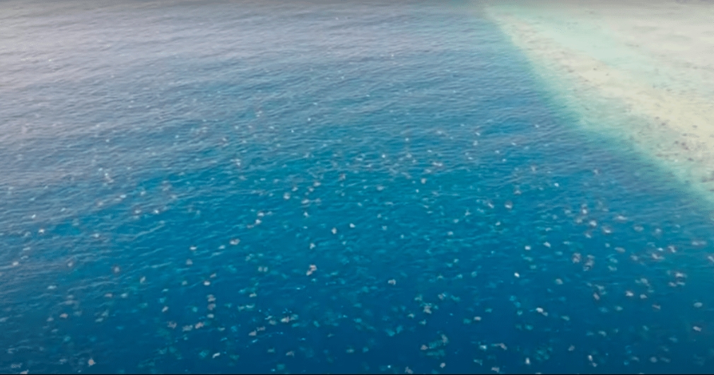 VIDEO VIRAL: Drone graba enorme colonia de tortugas verdes en Australia