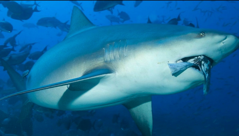 Tiburón toro: datos curiosos de la especie voraz del océano ¡es sorprendente!