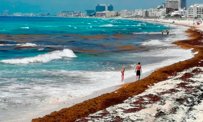 Playas de Quintana Roo están en el pico más alto del recale de sargazo