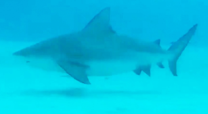 Turistas se topan frente a frente con enormes tiburones en Cancún
