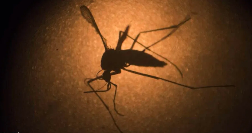 Reportan baja de casos de dengue en zona norte de Quintana Roo