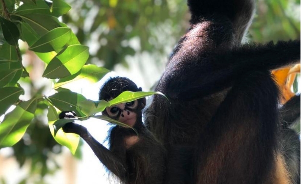 Monos araña de Quintana Roo revelan inteligencia igual a la de una computadora