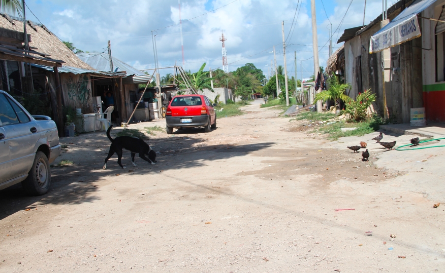 Perros y mascotas corren peligro durante los festejos por el Año Nuevo