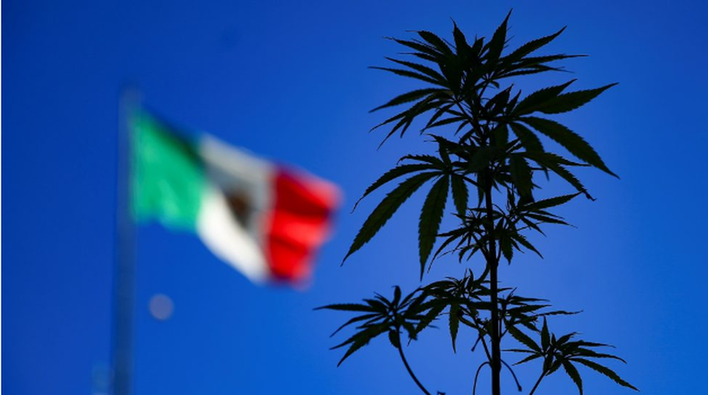 Comisión de Justicia del Senado avala la regulación de la mariguana