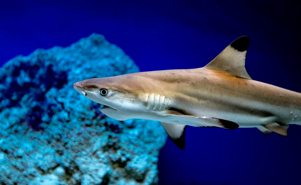 Hallan restos de extraño tiburón con alas en México