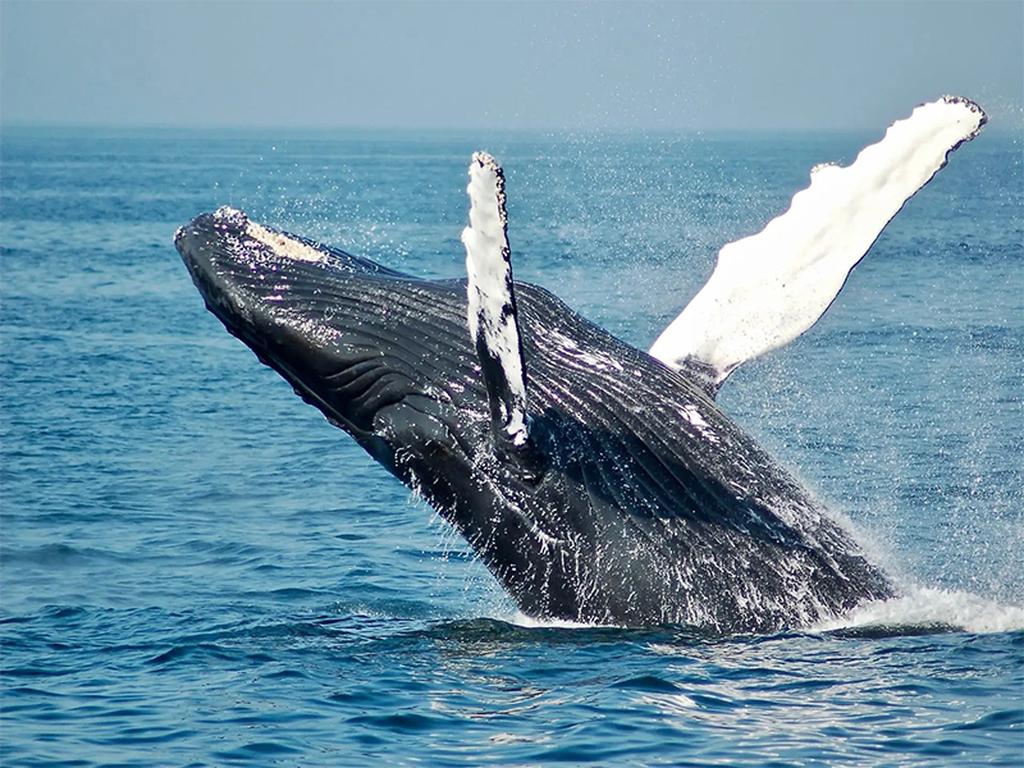 Ballena se “traga” a un pescador y luego lo escupe vivo