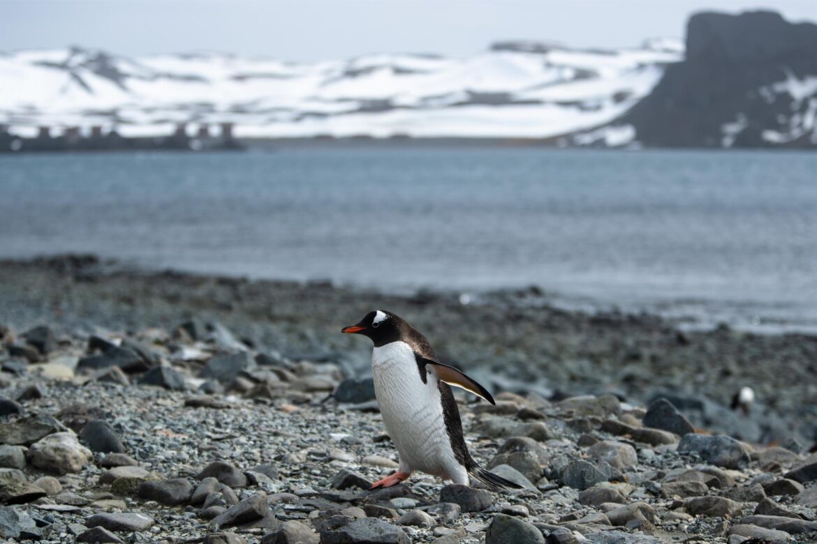 Hallan microplásticos de origen humano en océano austral de la Antártida