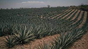 ¡Saluuuud! Productores de tequila en México aumentan durante la pandemia por COVID