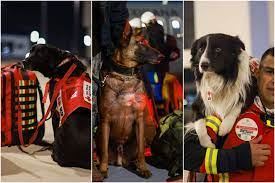 Llega a Turquía la misión humanitaria de México con perros de rescate