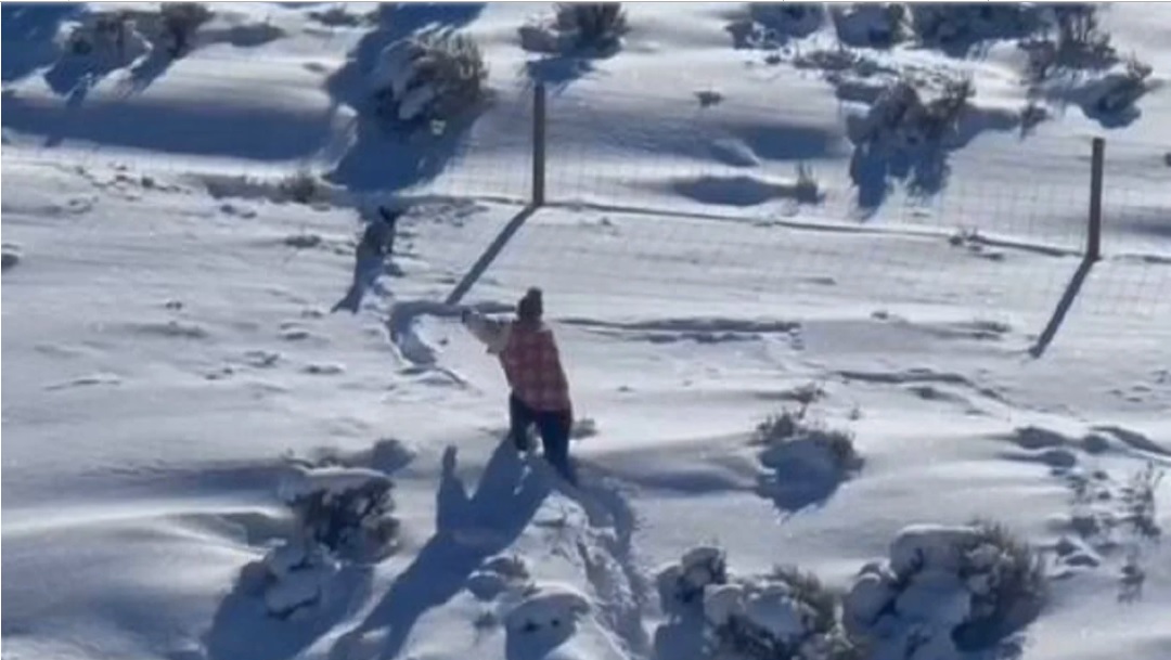 Salvan a perrito atrapado en la nieve