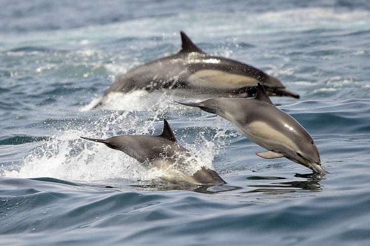 Logra ONU acuerdo para proteger vida marina