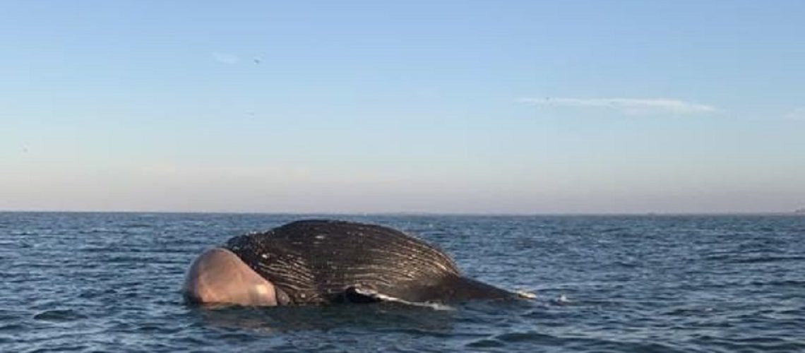 Enorme ballena es hallada muerta frente a costas de Sinaloa