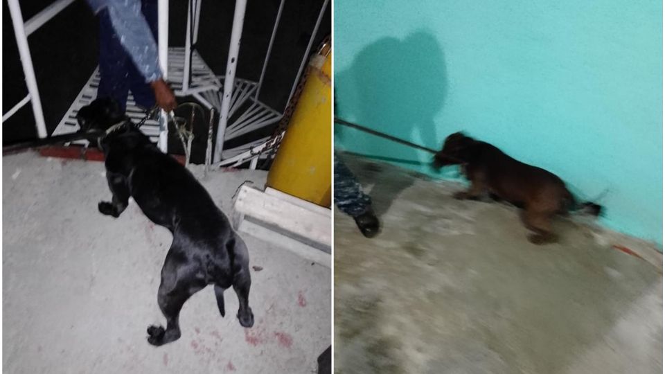 Perros pitbull atacan a su dueña y le cuesta la vida