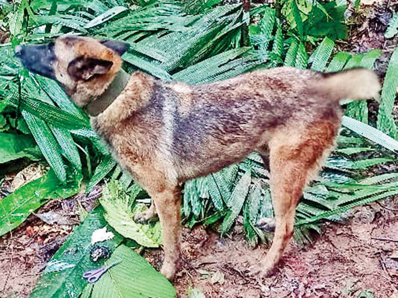 Buscan a Wilson, perro rescatista, en la selva 70 militares