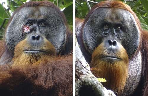 Orangután se autocuró herida con planta tropical usada en Asia