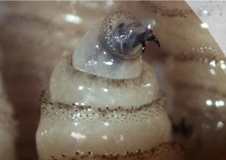 Confirman primer caso de gusano barrenador en humano de Mérida; van ocho en todo Yucatán