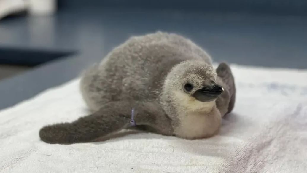 ¡León hace historia! Nace el primer pingüino barbijo bajo cuidado humano profesional en Latinoamérica