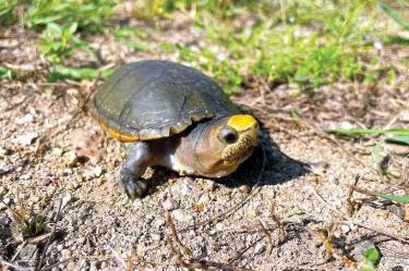 Crisis en Puerto Vallarta: Saqueadores asfixian a la tortuga Casquito