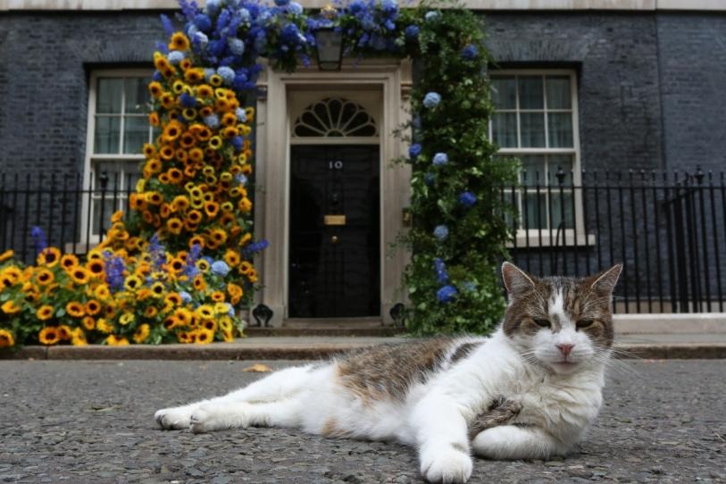 Larry, el gato político de Reino Unido, celebra 15 años en Downing Street