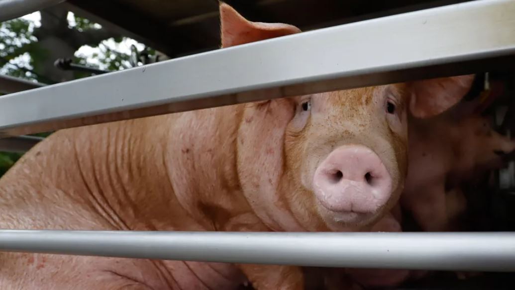 Incendio en granja porcícola en Estados Unidos deja sin vida a 6 mil cêrdôs