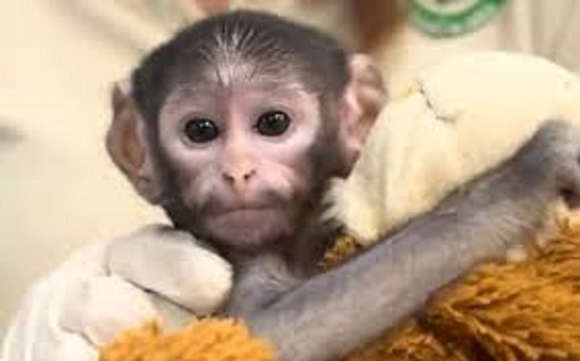 Conoce a “Punch mexicano”, el mono bebé que conmueve a las redes sociales