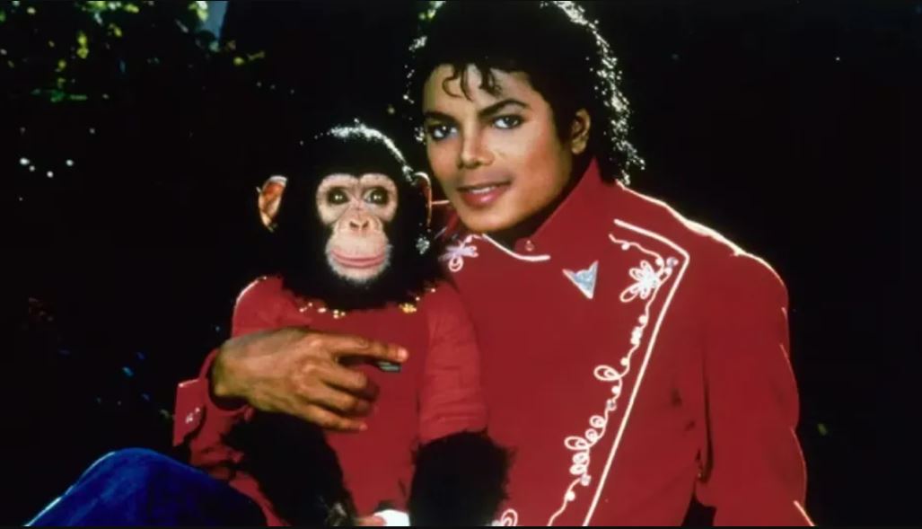 Bubbles, el chimpancé que formó parte de la vida de Michael Jackson