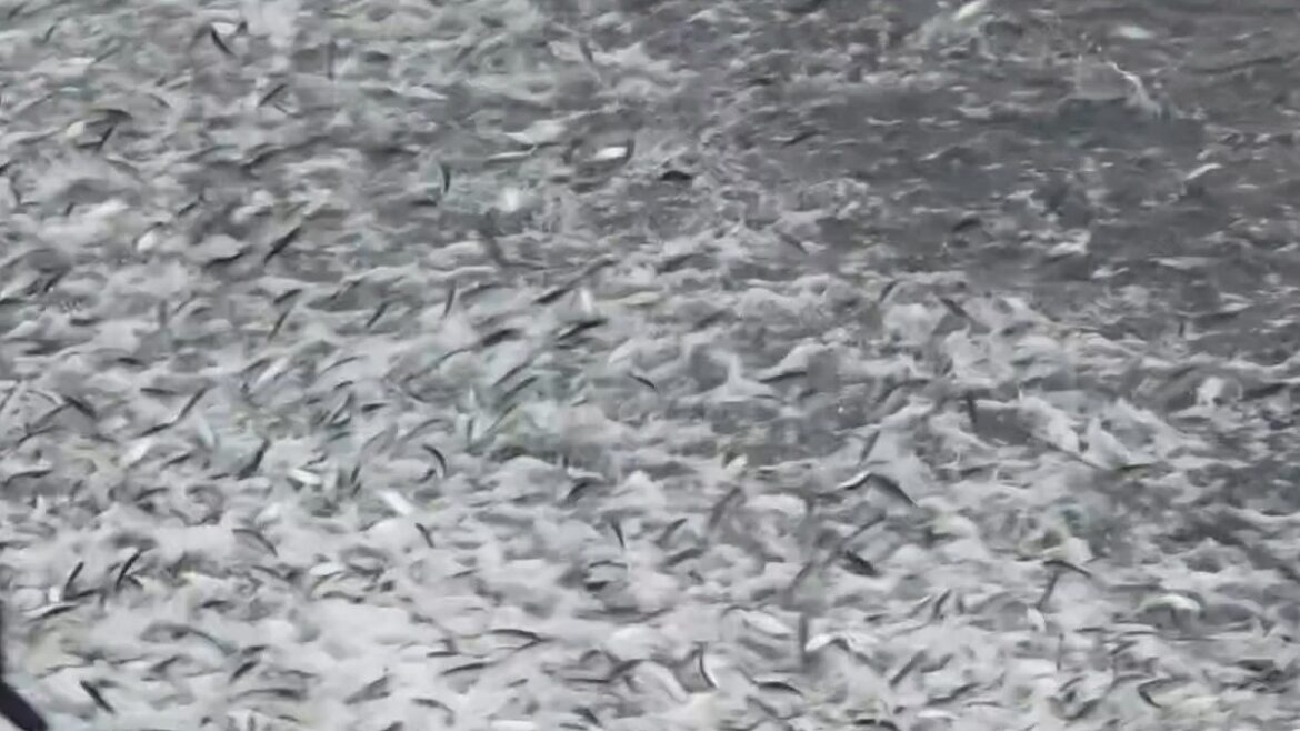 Sorprende llegada de miles de sardinas a la playa principal de Puerto Escondido