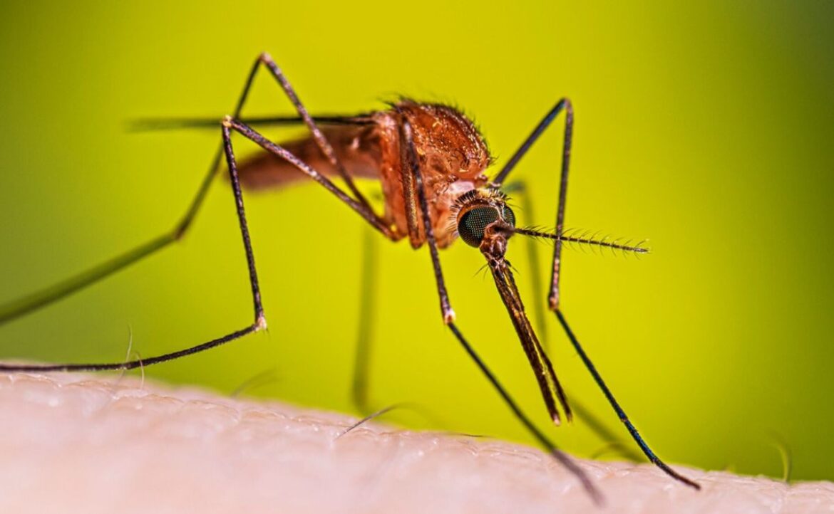 Detectan caso importado de malaria en Jalisco durante el Mundial 2026