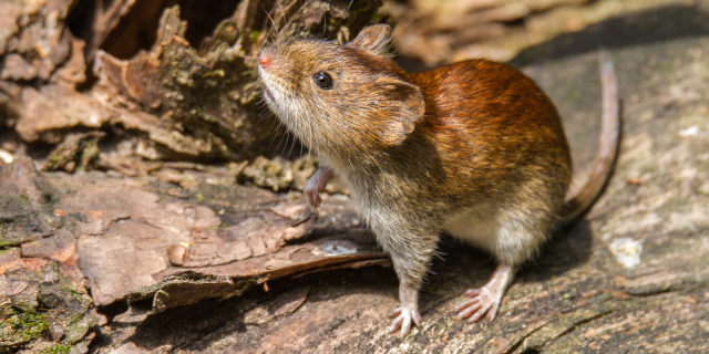 La OMS declara concluido el brote de hantavirus ligado al crucero MV Hondius