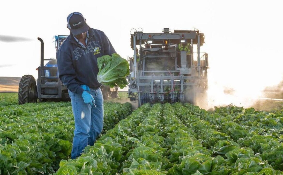 Taco Bell retira lechuga de México por brote de ciclosporiasis en EE.UU.