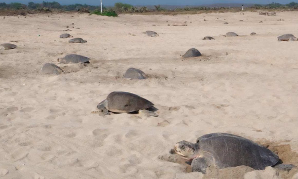 Vigila Profepa arribo de 21 mil tortugas golfinas en Oaxaca