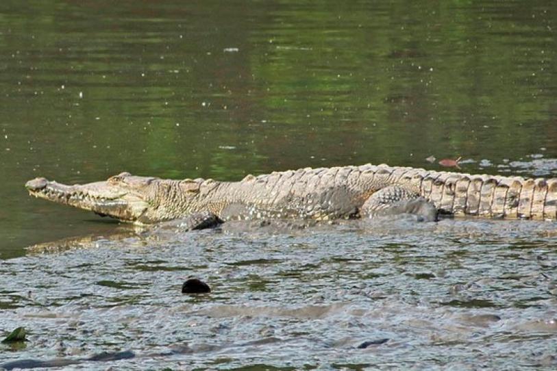 Alerta por muerte de 11 cocodrilos en Puerto Vallarta; matarlos es delito