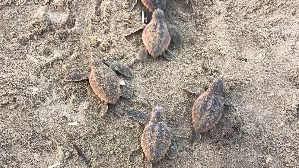 Registran por primera vez nacimiento de tortuga caguama en Catemaco; liberan 88 crías