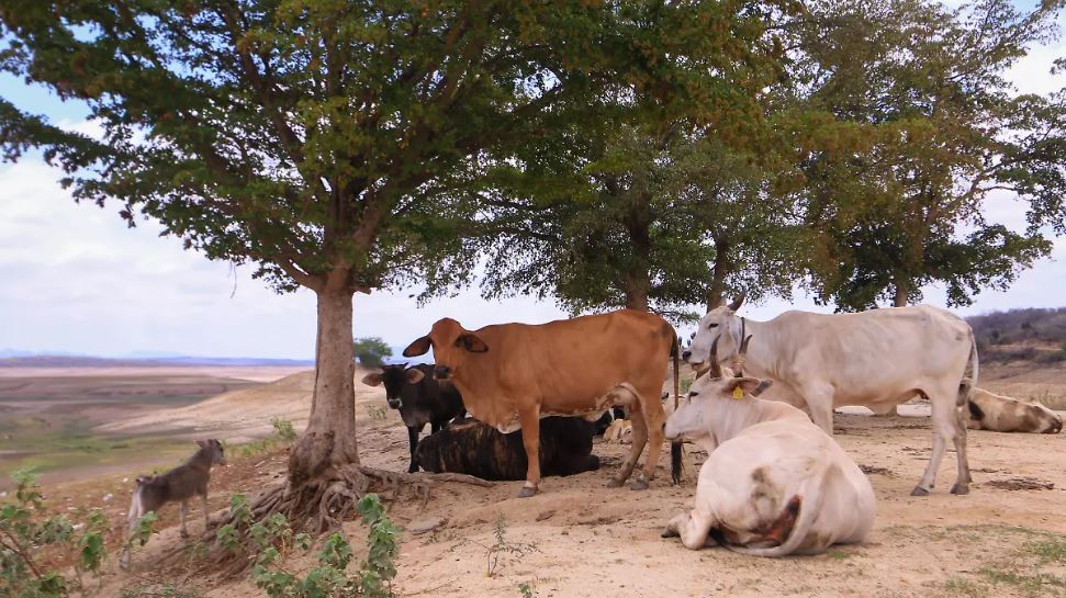 Refuerzan vigilancia en Sinaloa ante riesgo de gusano barrenador; revisan más de 31 mil animales