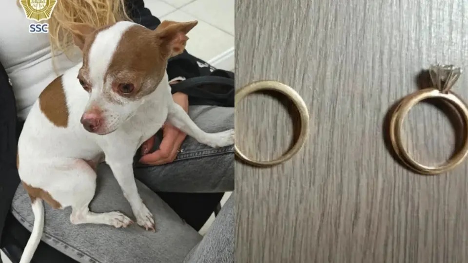 Le salió cara la perrita: exigía dos anillos