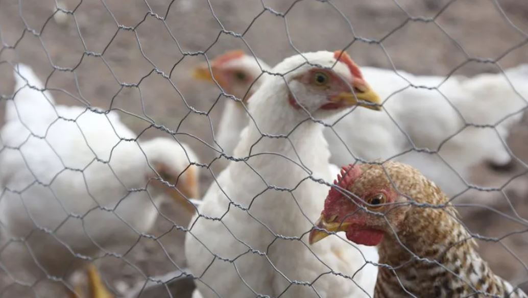 Puerto Rico confirma casos de gripe aviar en patos y gallinas de Guinea; activan cuarentenas